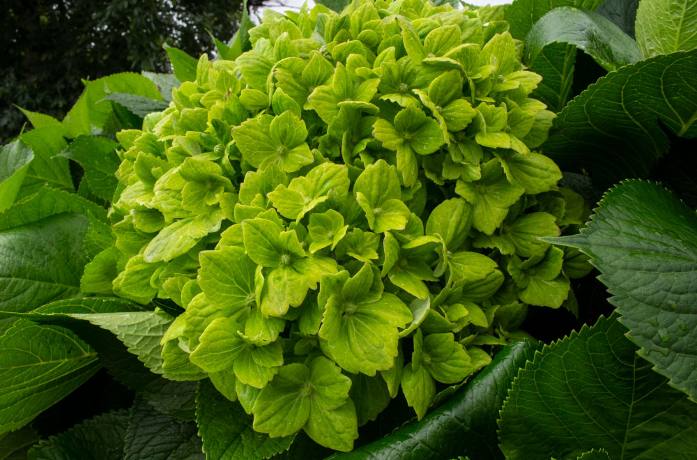 HORTENSIA ESMERALDA - Imagen 2