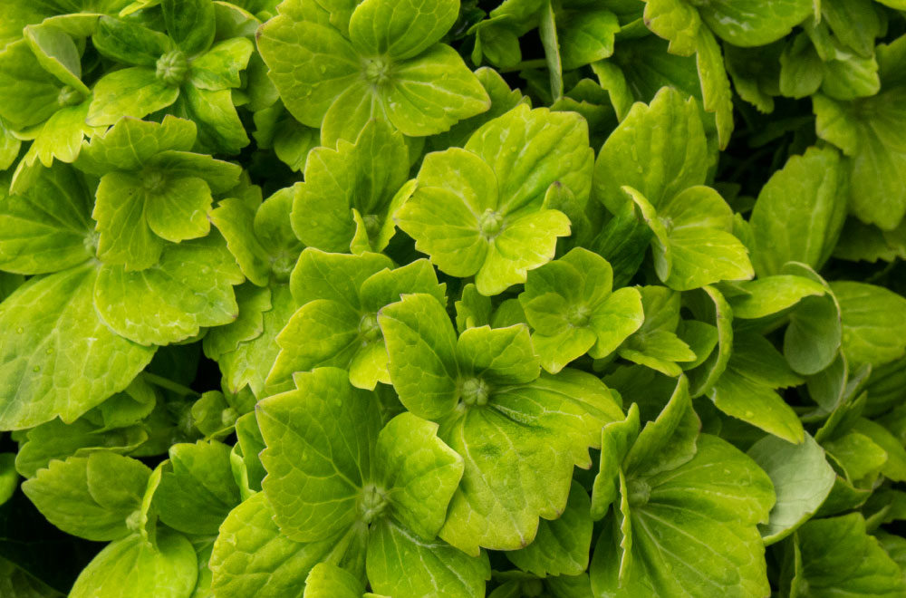 HORTENSIA ESMERALDA - Imagen 3