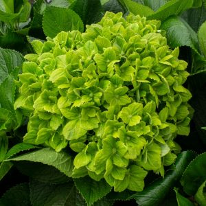 HORTENSIA ESMERALDA