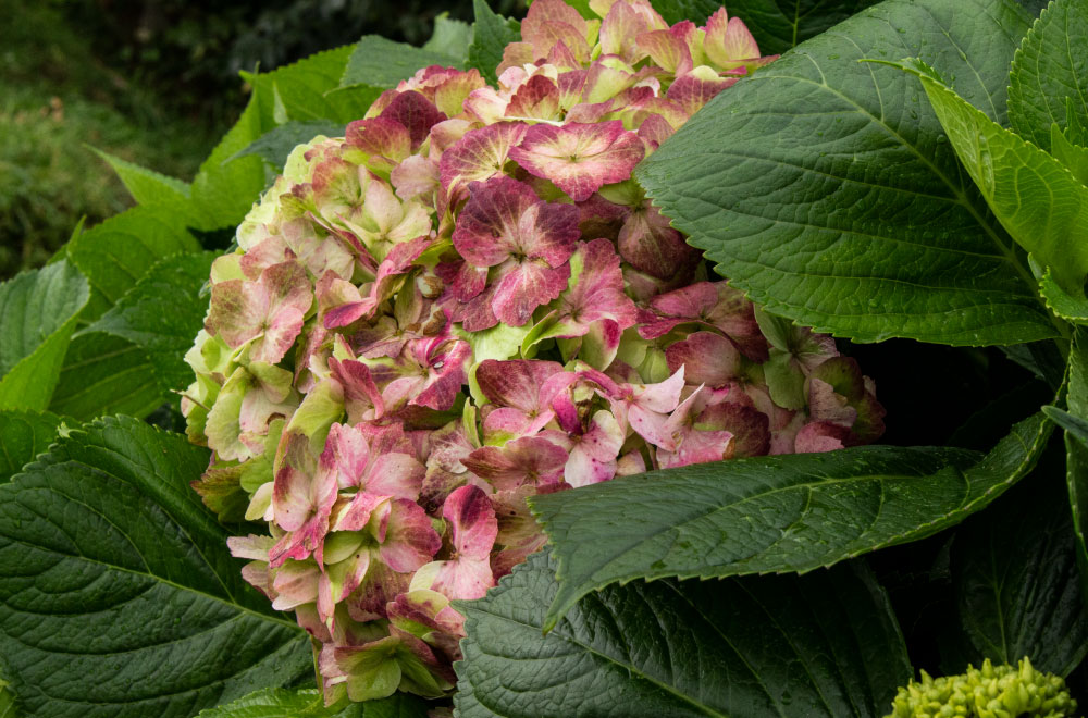 HORTENSIA ANTIQUE LEMON - Imagen 3