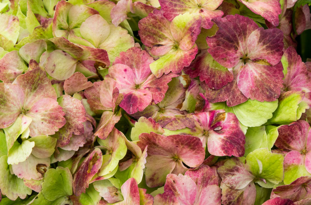 HORTENSIA ANTIQUE LEMON - Imagen 2