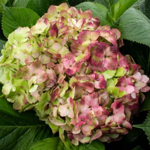 HORTENSIA ANTIQUE LEMON