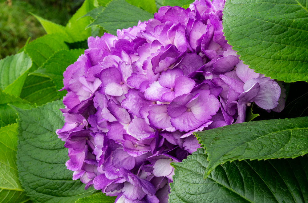 HORTENSIA PURPLE - Imagen 2