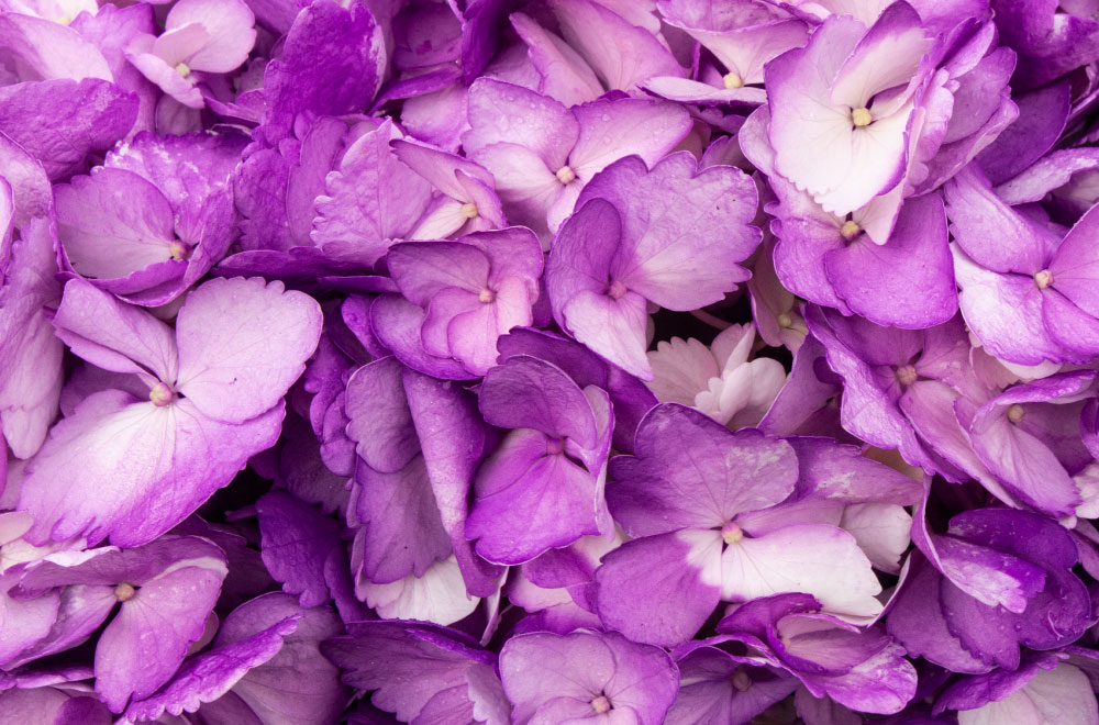 HORTENSIA PURPLE - Imagen 3