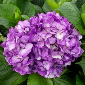 HORTENSIA PURPLE