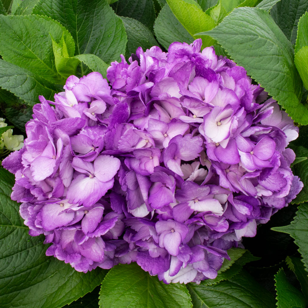 HORTENSIA PURPLE
