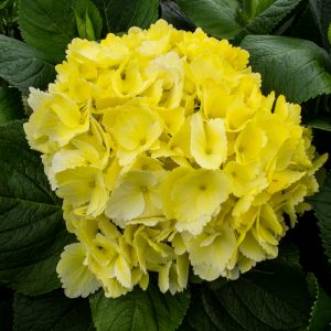 HORTENSIA AMARILLA