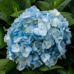 HORTENSIA AZUL
