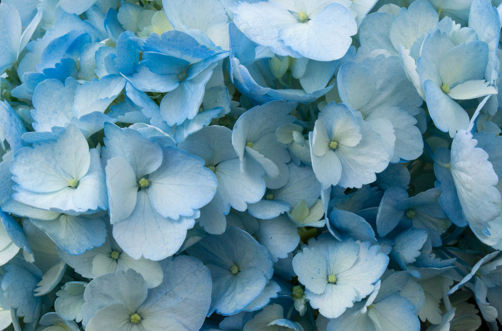 HORTENSIA AZUL - Imagen 3