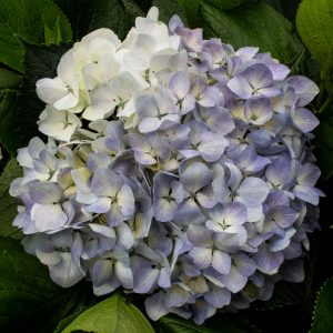 HORTENSIA BABY BLUE