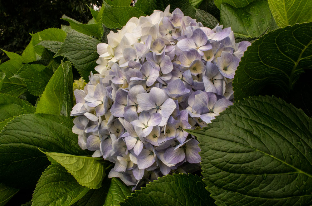 HORTENSIA BABY BLUE - Imagen 2