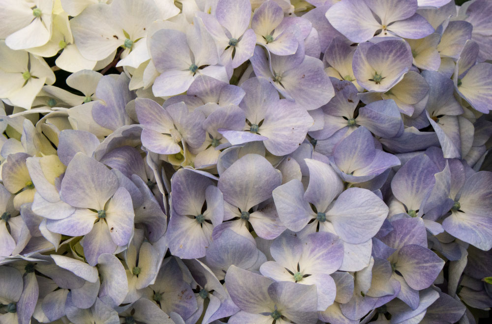 HORTENSIA BABY BLUE - Imagen 3