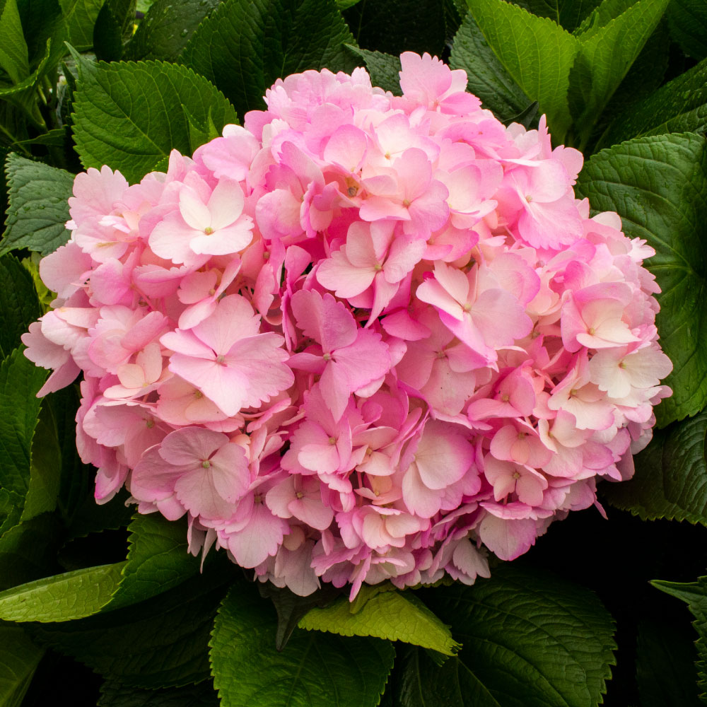 HORTENSIA BABY PINK