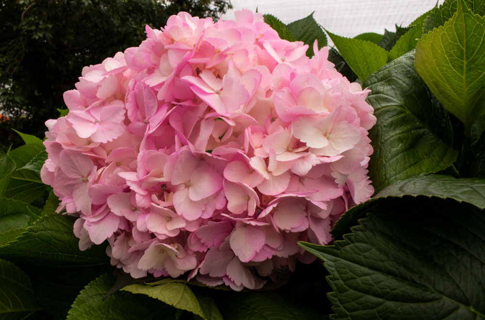 HORTENSIA BABY PINK - Imagen 2