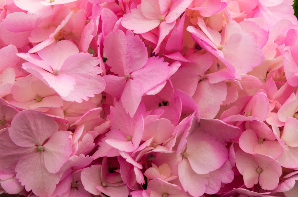 HORTENSIA BABY PINK - Imagen 3