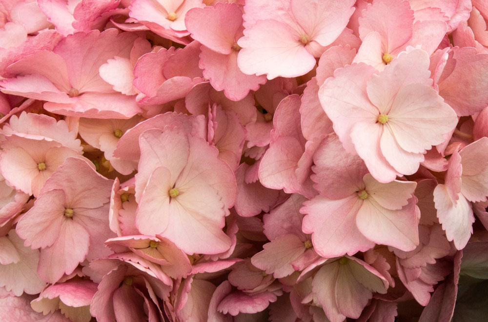 HORTENSIA BABY PINK - Imagen 4