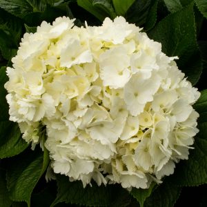 HORTENSIA BLANCA
