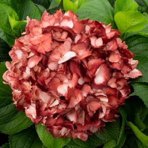 HORTENSIA CRANBERRY