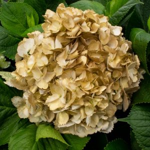 HORTENSIA DORADA