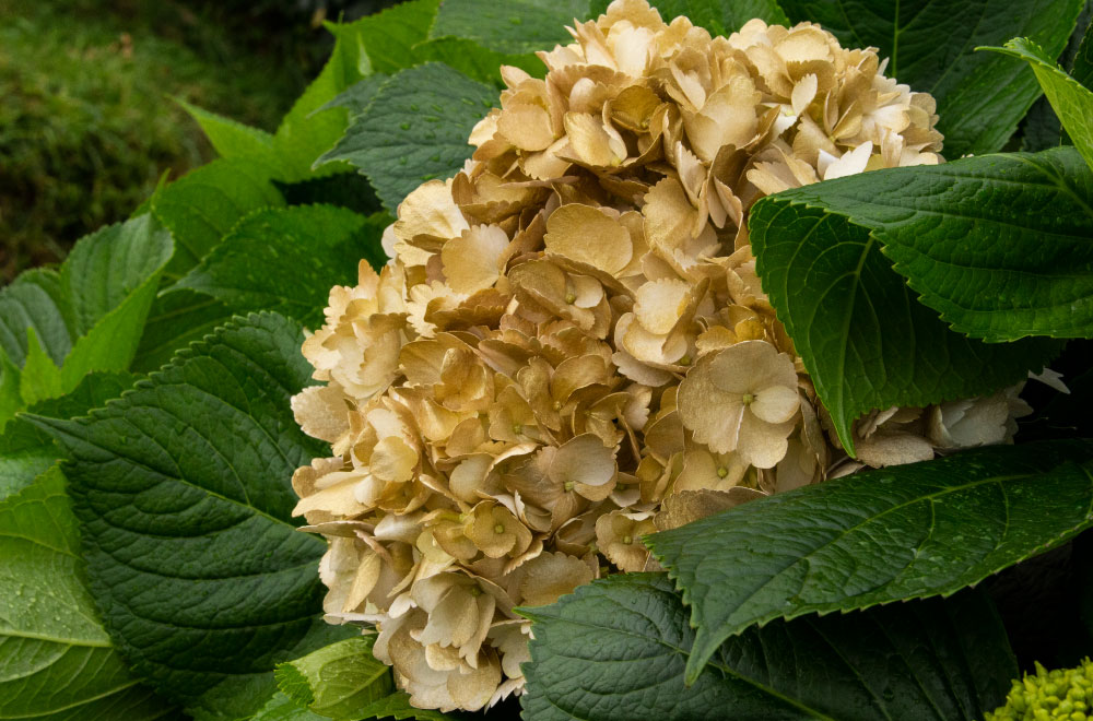 HORTENSIA DORADA - Imagen 2