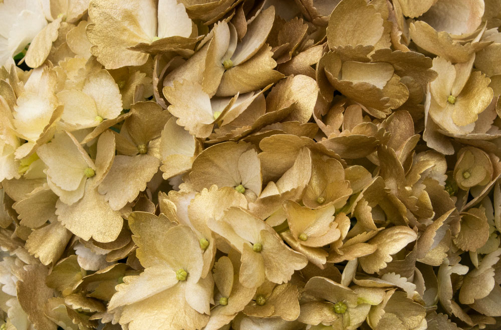 HORTENSIA DORADA - Imagen 3