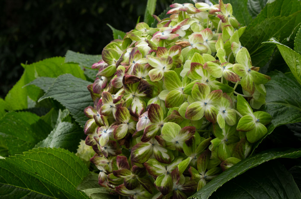 HORTENSIA ESMERALDA ANTIQUE - Imagen 2