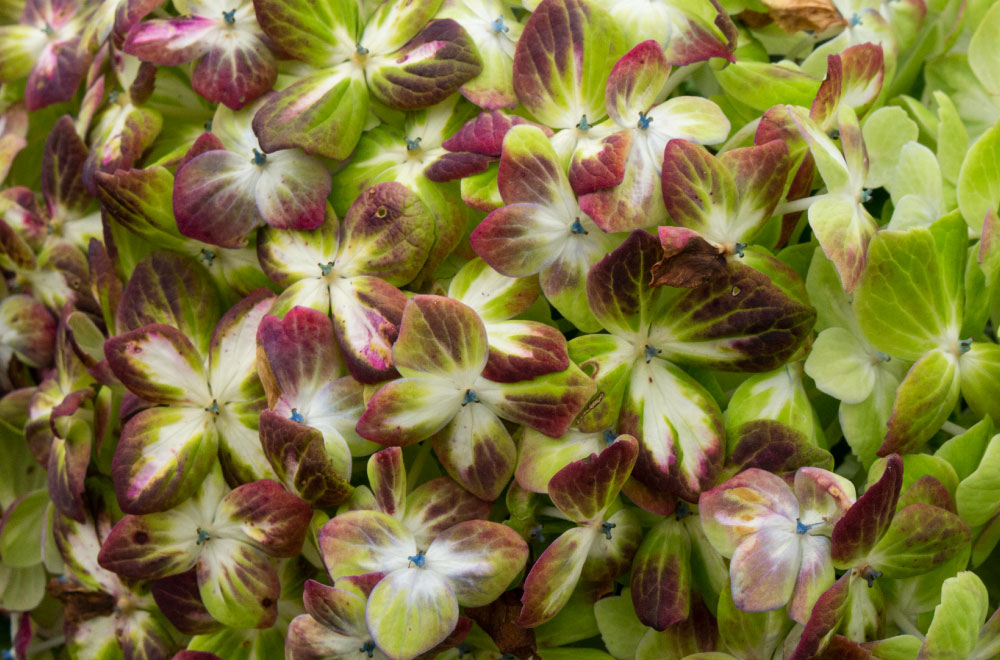 HORTENSIA ESMERALDA ANTIQUE - Imagen 3