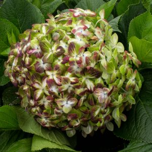 HORTENSIA ESMERALDA ANTIQUE