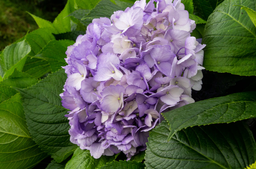 HORTENSIA LAVANDA - Imagen 2