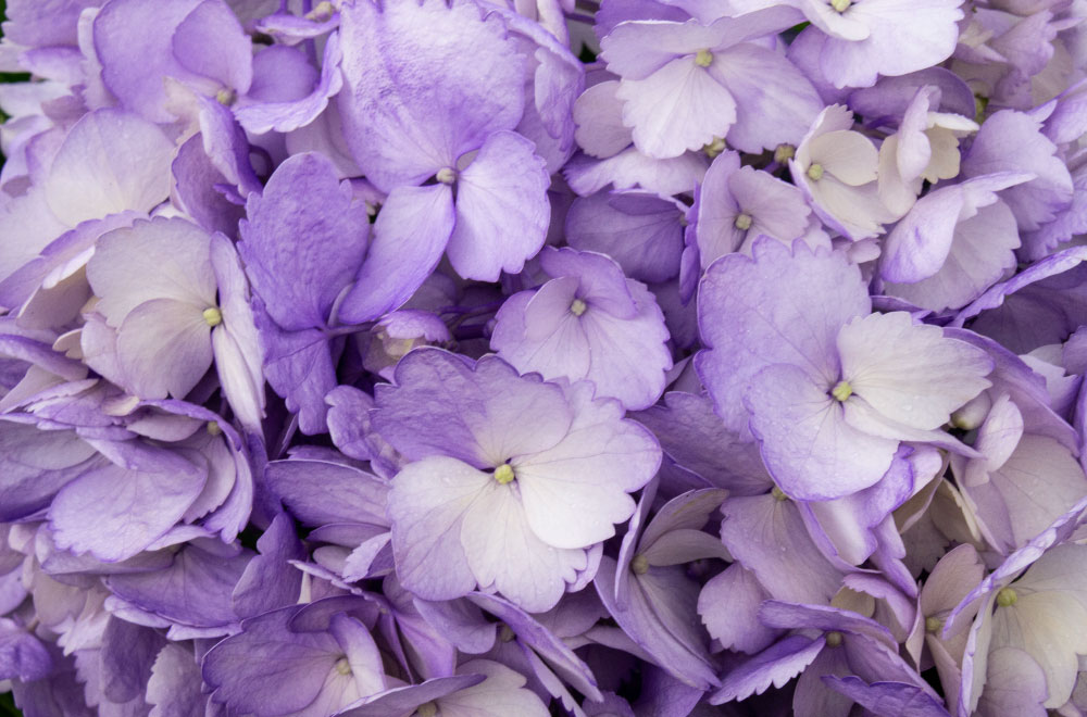 HORTENSIA LAVANDA - Imagen 3
