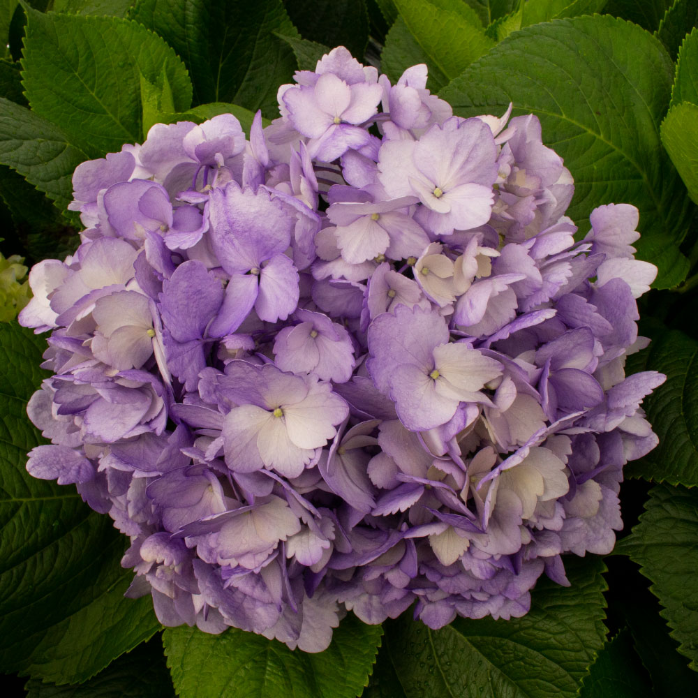 HORTENSIA LAVANDA