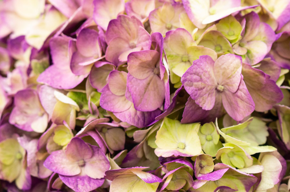HORTENSIA PURPLE LEMON - Imagen 3