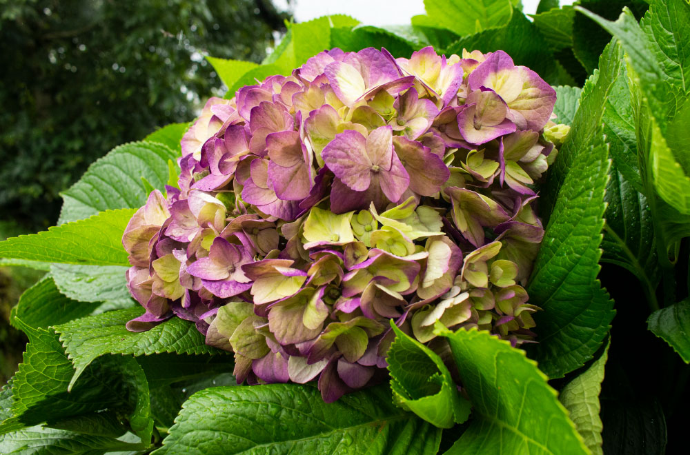 HORTENSIA PURPLE LEMON - Imagen 2