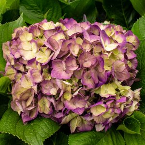 HORTENSIA PURPLE LEMON