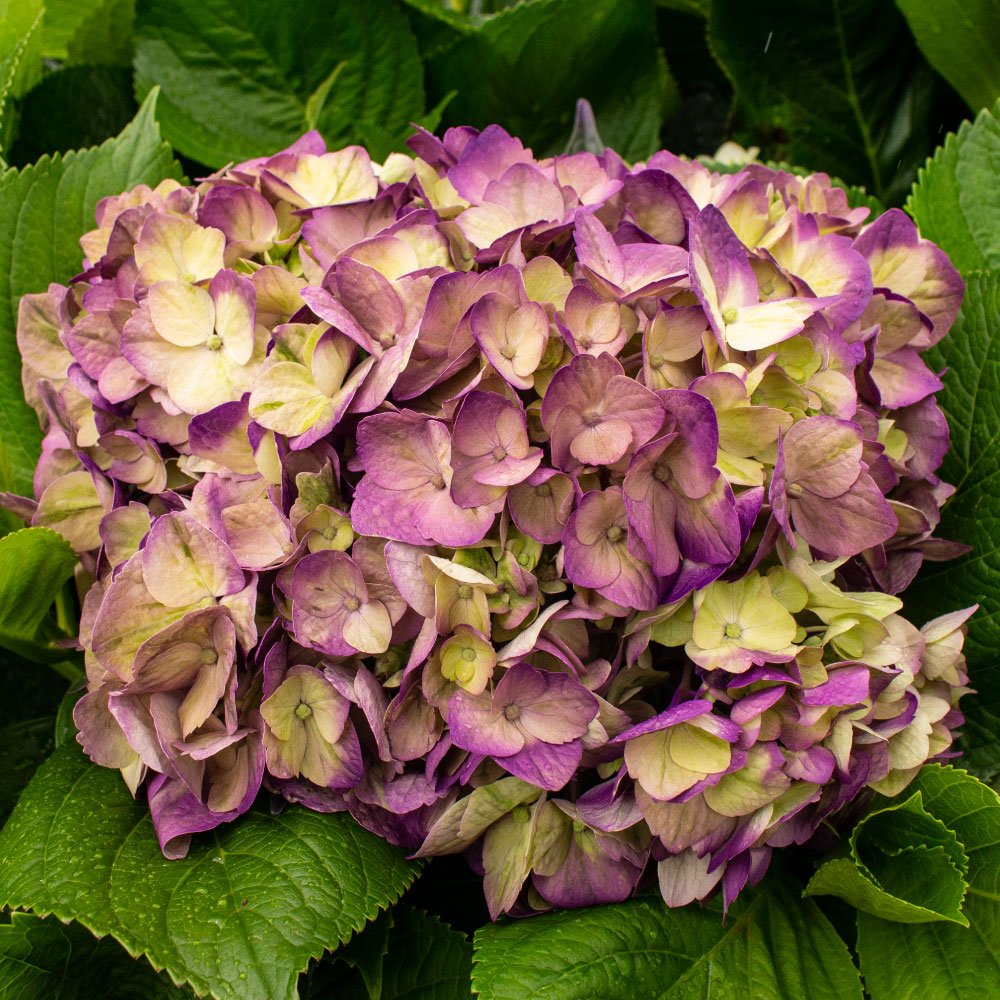 HORTENSIA PURPLE LEMON