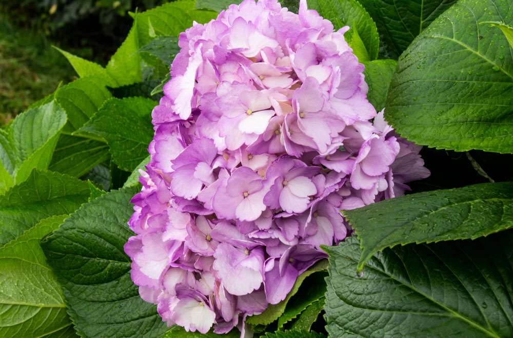 HORTENSIA LILA - Imagen 2