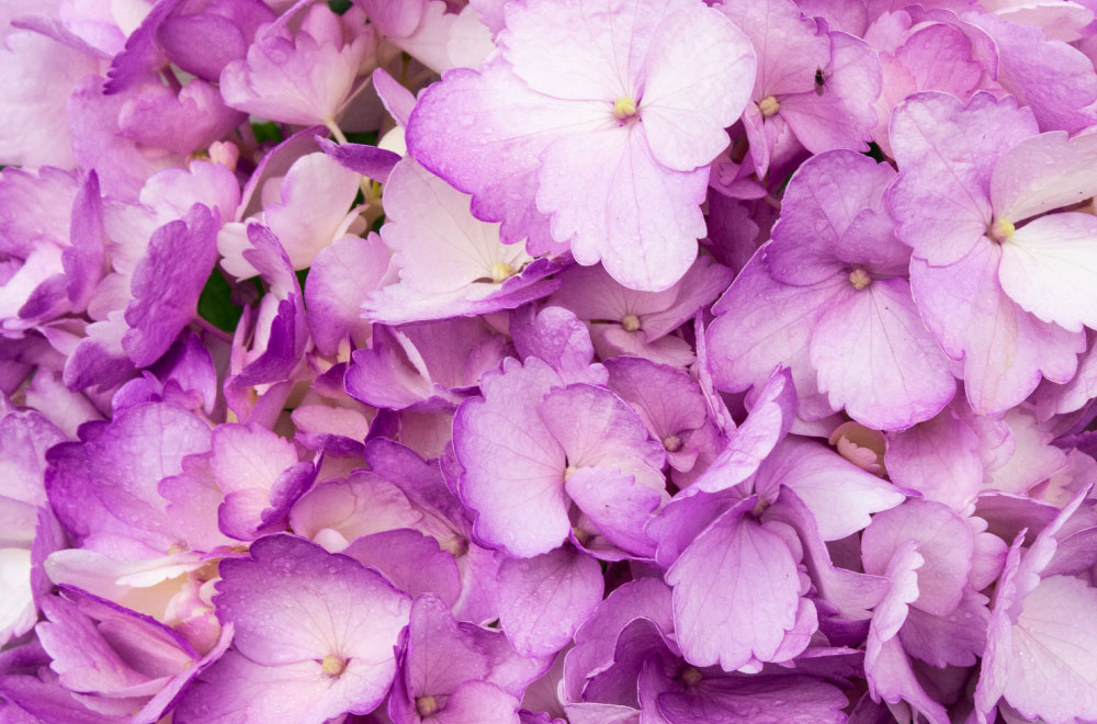 HORTENSIA LILA - Imagen 3
