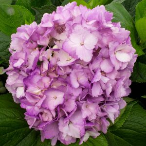 HORTENSIA LILA