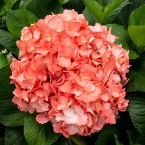 HORTENSIA CORAL