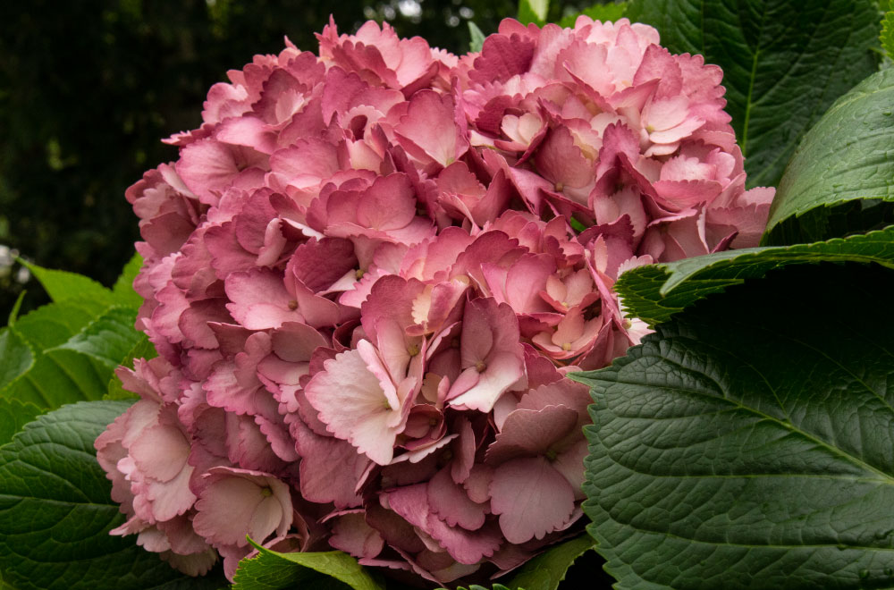 HORTENSIA MAGENTA - Imagen 2