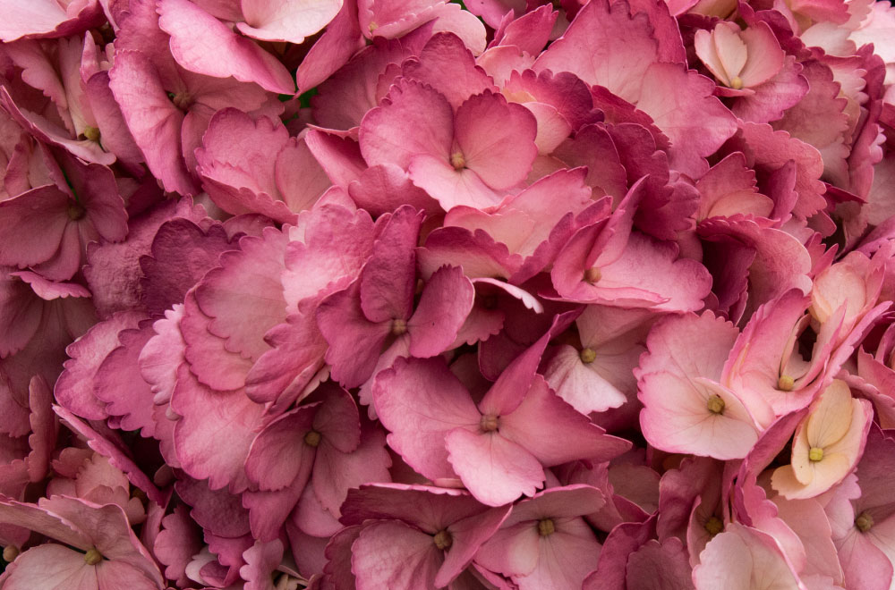HORTENSIA MAGENTA - Imagen 4