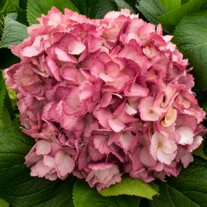 HORTENSIA MAGENTA