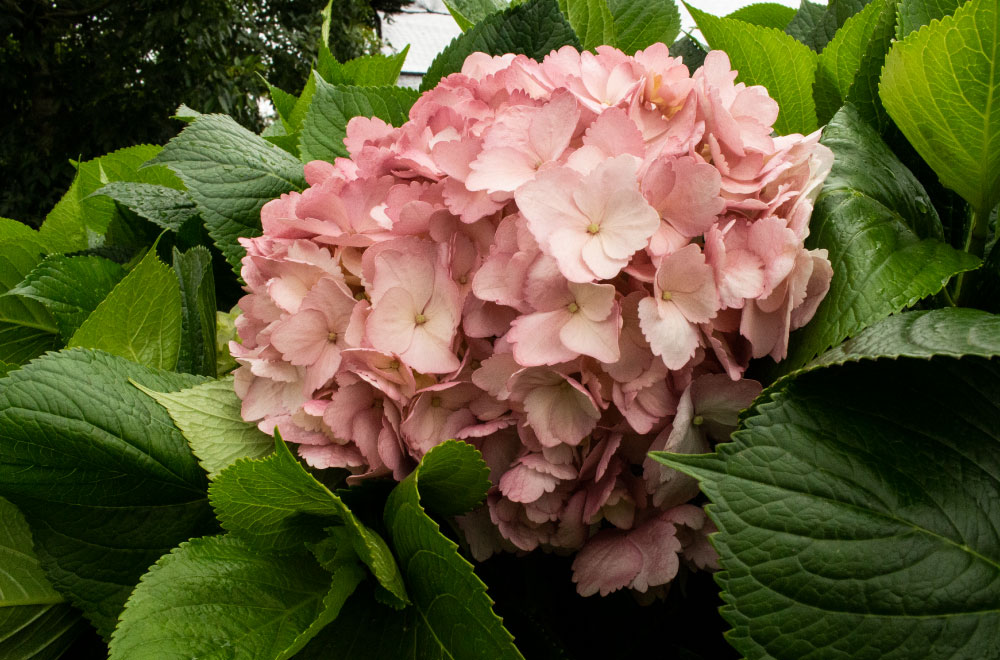 HORTENSIA MAGENTA - Imagen 3