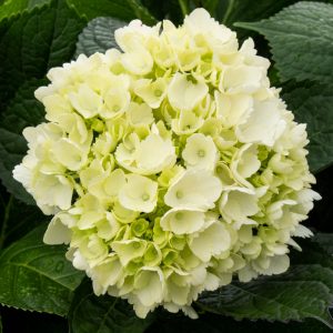 HORTENSIA MINI GREEN