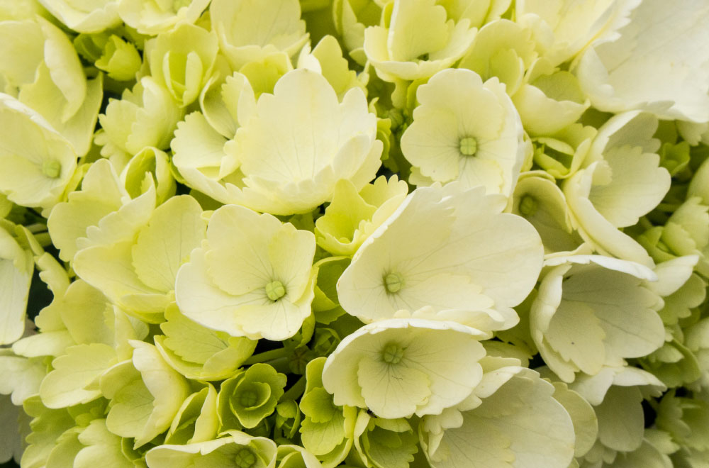 HORTENSIA MINI GREEN - Imagen 3