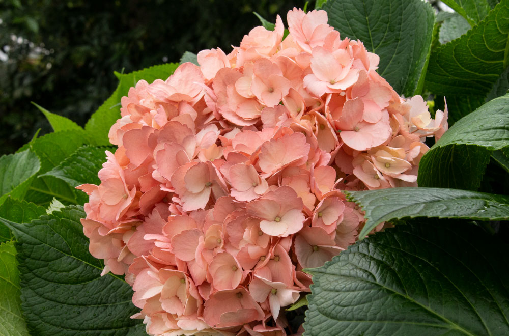 HORTENSIA PALO DE ROSA - Imagen 2