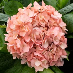 HORTENSIA PALO DE ROSA