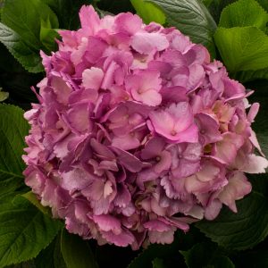 HORTENSIA PINK METALIZADA