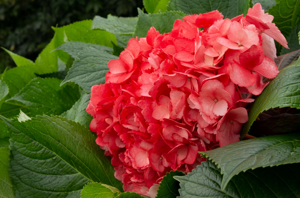HORTENSIA ROJA - Imagen 2