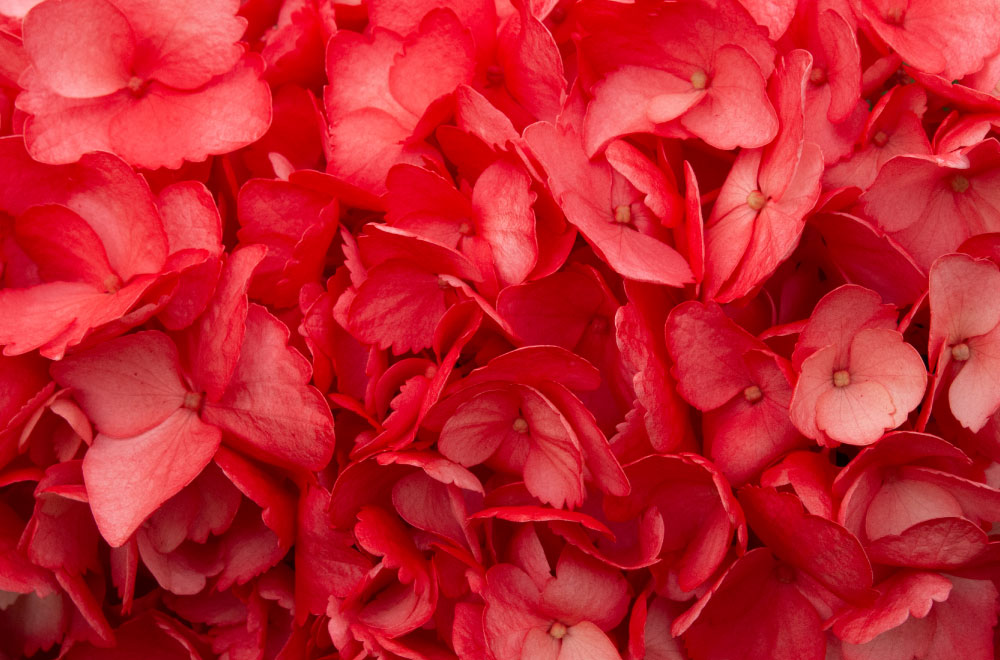 HORTENSIA ROJA - Imagen 3